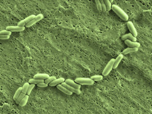 Probiotici intestinali - Bifidobacterium lactis
