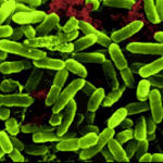 Probiotici intestinali - Lactobacillus rhamnosus