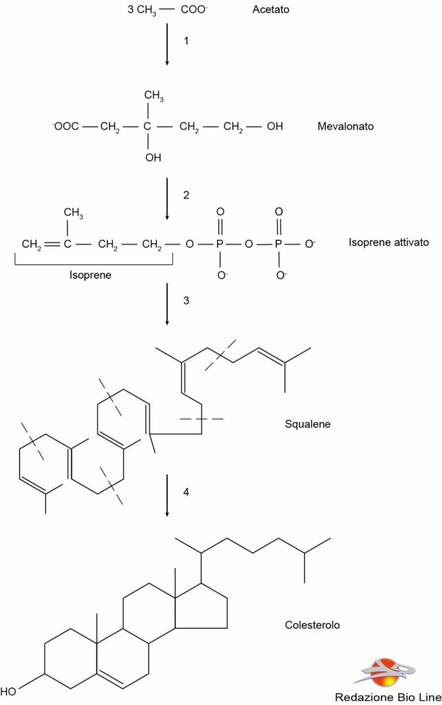 Sintesi_colesterolo
