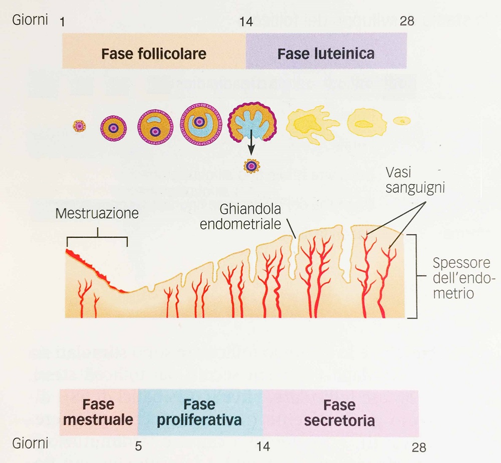 Fig.3 – Ciclo ovarico e uterino a confronto - Ciclo mestruale