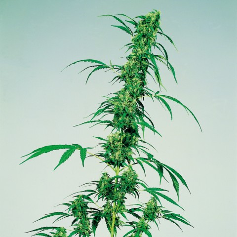 Cannabis sativa