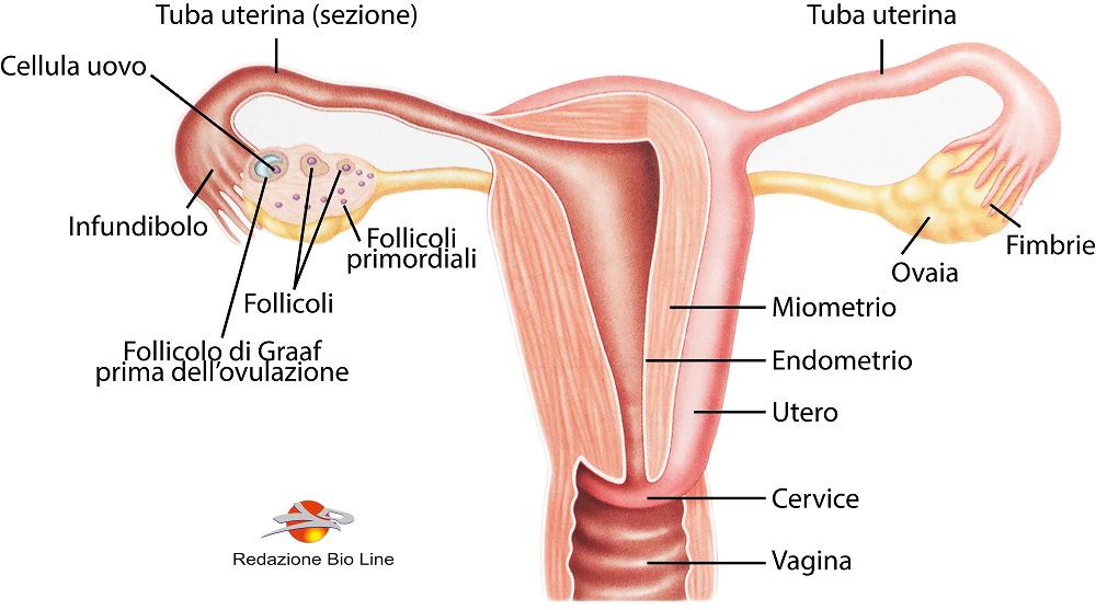 Fig.2 – Sistema riproduttivo femminile. Struttura frontale dell’utero e delle strutture connesse e sezione di un’ovaia in cui si mostrano i follicoli ovarici nei diversi stadi del ciclo ovarico - Ciclo mestruale