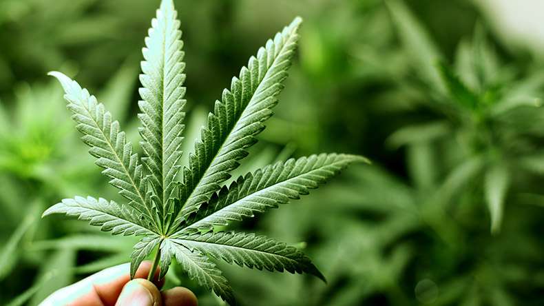 Cannabis: effetti nel corpo e applicazioni cliniche