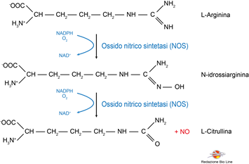 Fig.1 – Sintesi dell’NO a partire dall’arginina - Disfunzione erettile