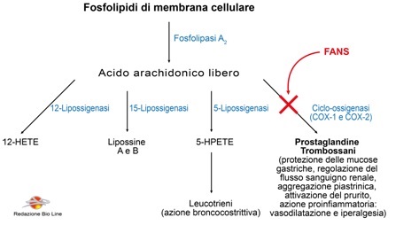 Fig.1 - Schema riassuntivo dei mediatori derivati dai fosfolipidi delle membrane cellulari e il sito d’azione dei FANS