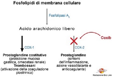 Fig.2 – Inibizione selettiva delle COX-2 indotta dai Coxib - FANS