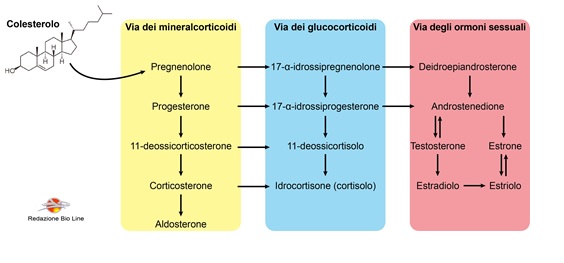 Fig.2 – Classificazione degli ormoni in base alla via biosintetica d’origine - farmaci cortisonici