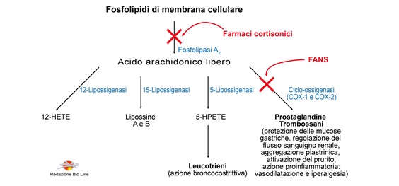 Fig.3 - Sito d’azione dei farmaci cortisonici e dei FANS