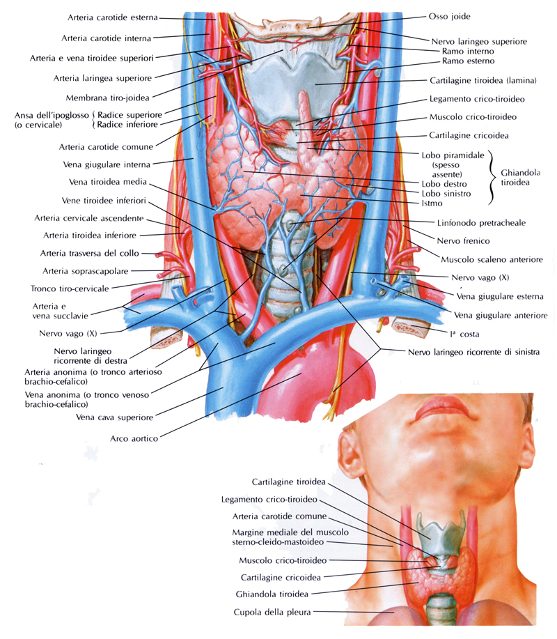 figura_1_tiroide - levotiroxina