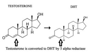 Proteine