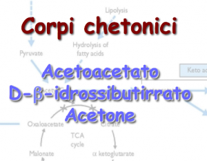 La nomenclatura dei 3 corpi chetonici - dieta chetogenica