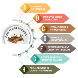 Benefici del Cordyceps sinensis