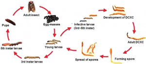 Ciclo vitale del Cordyceps sinensis