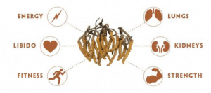 Sfera di influenza del Cordyceps sinensis