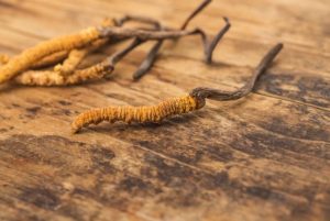 Cordyceps sinensis istruzioni per l'uso - copertina